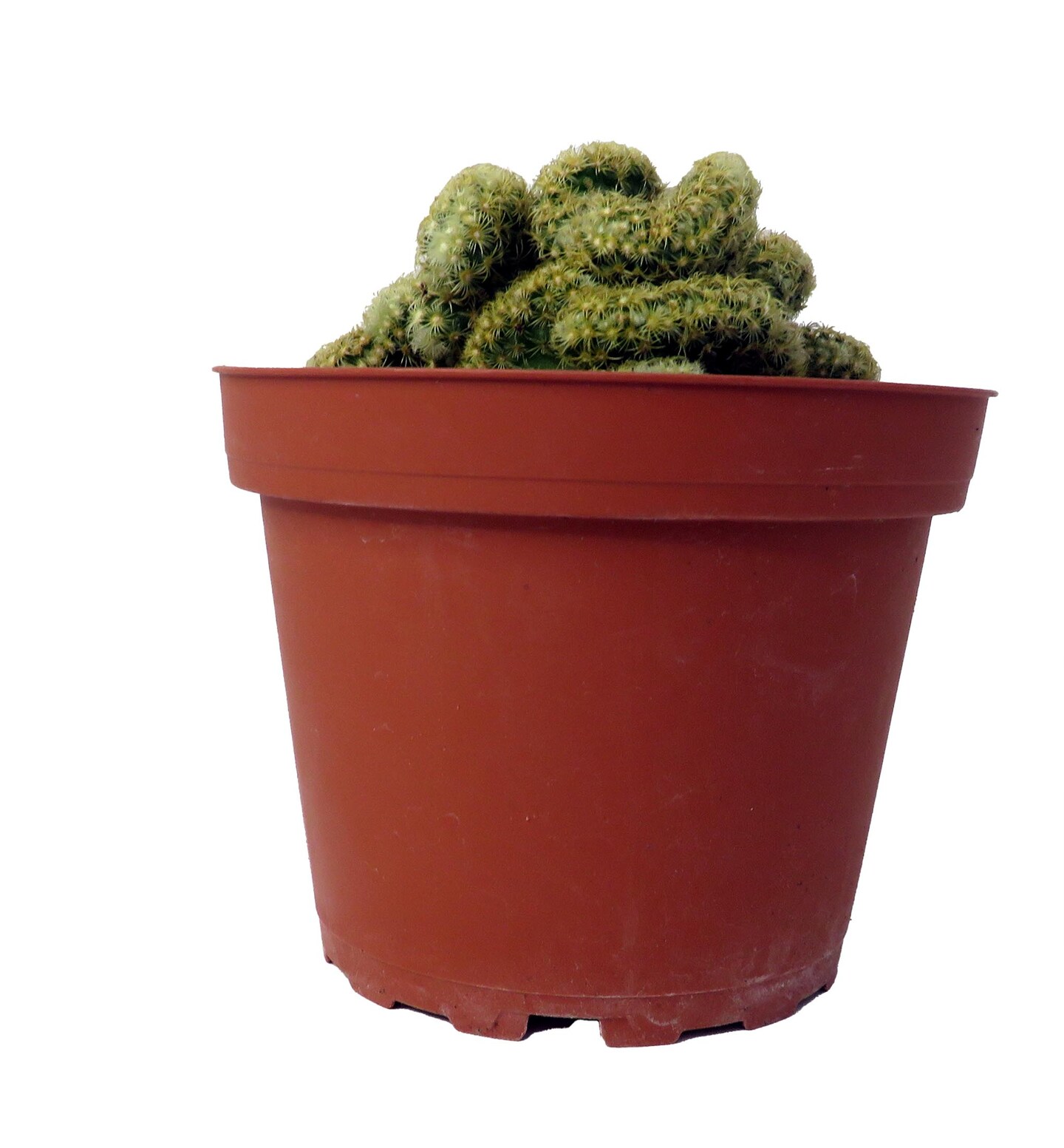 Brain Cactus - Mammillaria Elongata Cristata - 4&#x22; Pot
