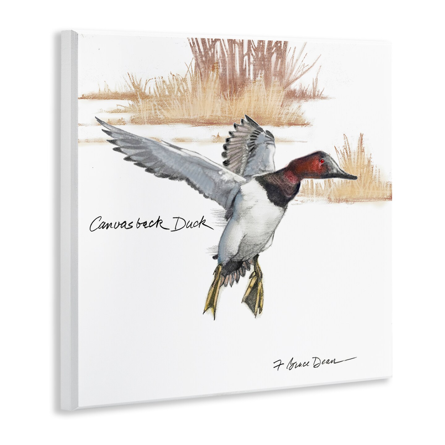 Stupell Industries Canvasback Duck Flying Wall Plaque Art Design by Jadei Graphics