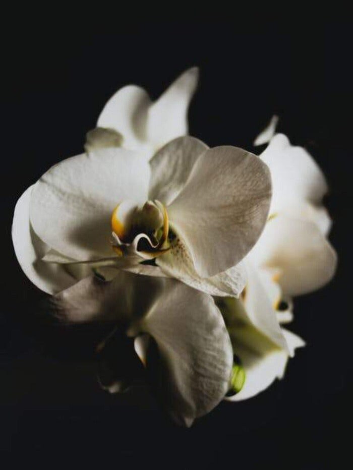 Black Orchid (Tom Ford Type) - Premium Fragrance Oil