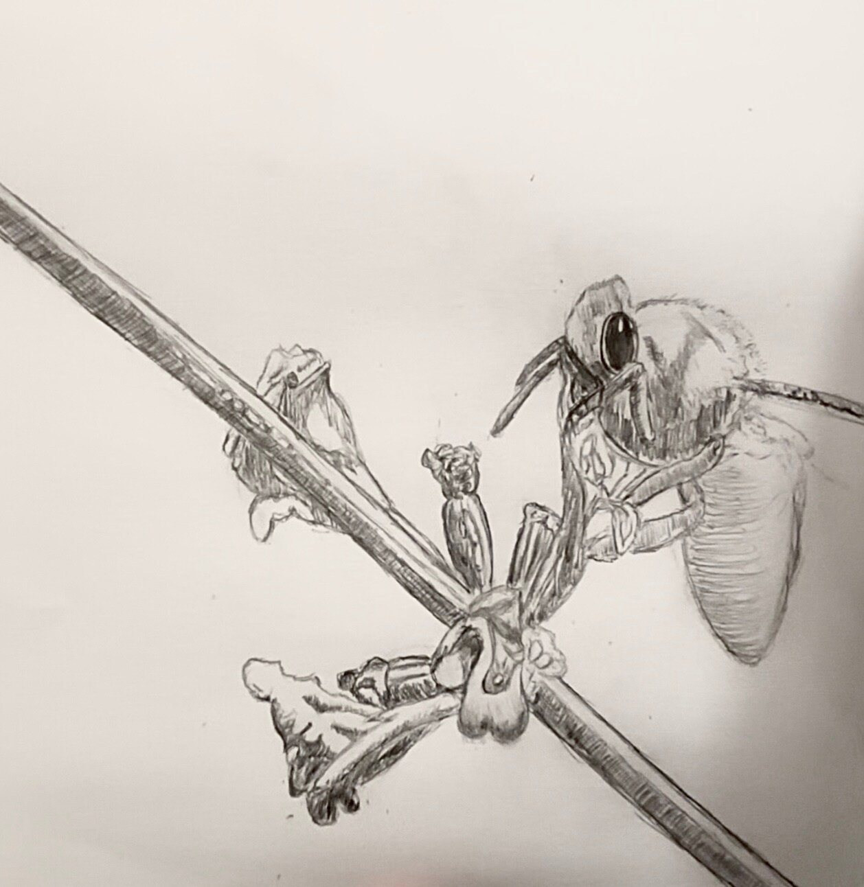 How-To name is Sketch a Bee