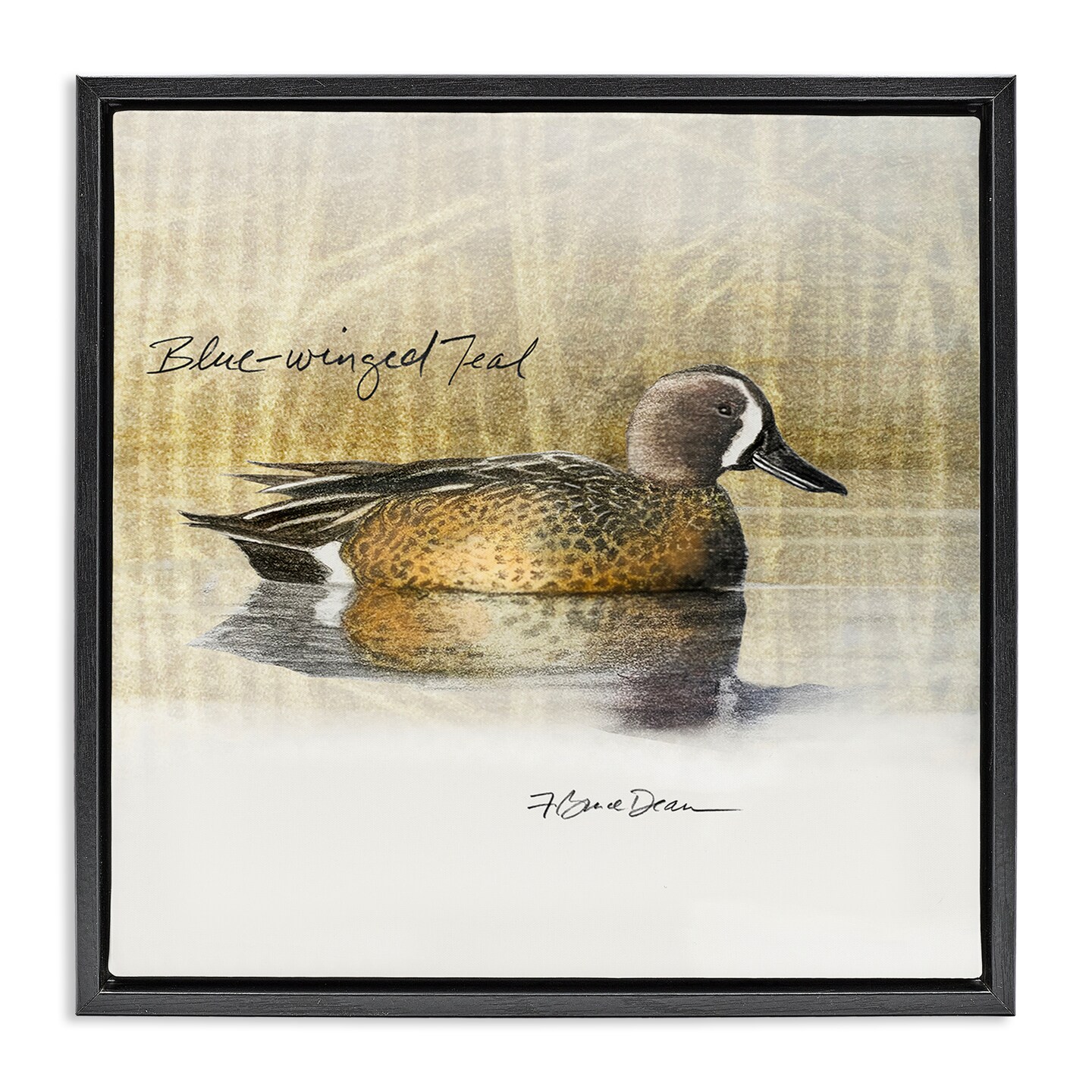 Stupell Industries Blue Winged Teal Duck Framed Floater Canvas Wall Art Design by Jadei Graphics