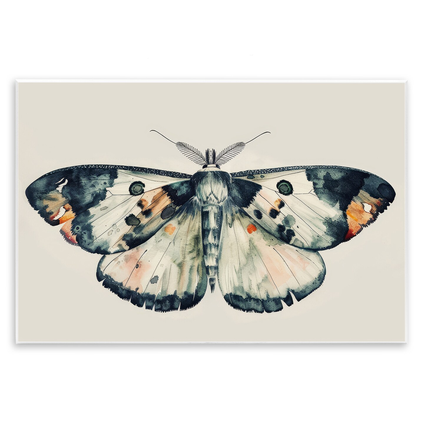 Stupell Industries Watercolor Black Trimmed Moth Wall Plaque Art Design by Petal Prints Design