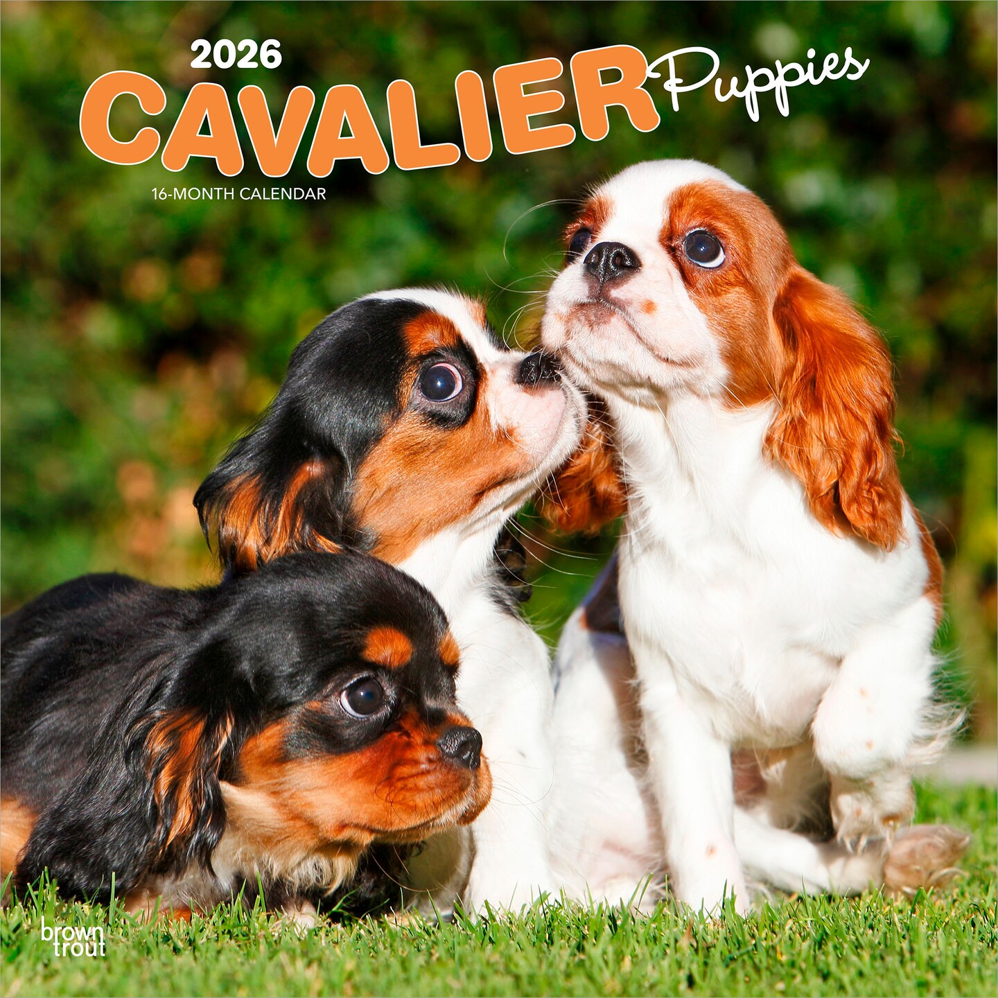 Cavalier King Charles Spaniel Puppies | 2026 12 x 24 Inch (Hanging) Monthly Square Wall Calendar | Plastic-Free