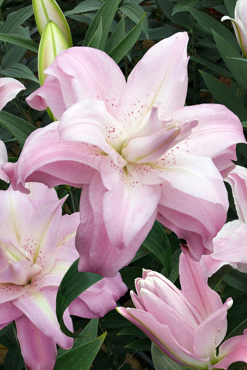 Lotus Queen Oriental Lily - 2 Bulbs 16/18cm - Pink Double Blooms