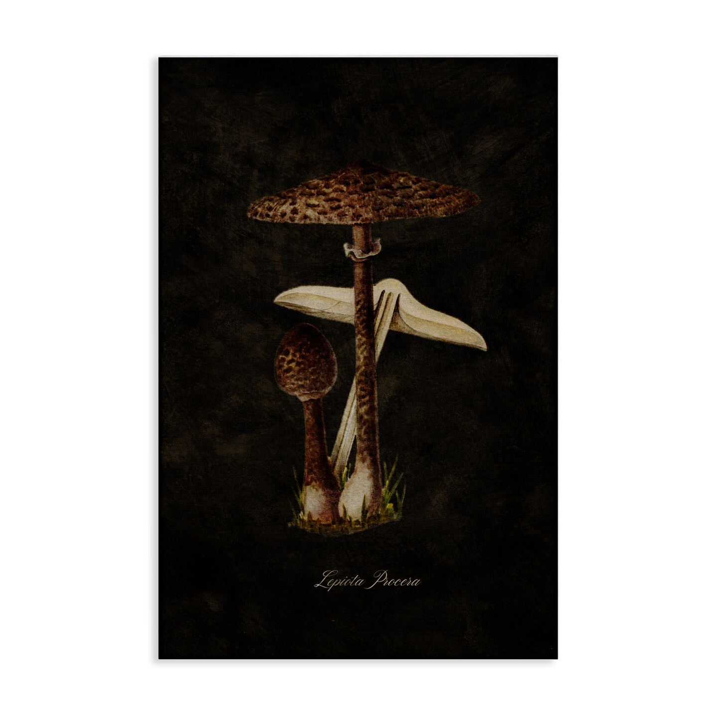Stupell Industries Dark Woodland Mushroom Canvas Wall Art Design by Tina Higgins Designs, Inc.