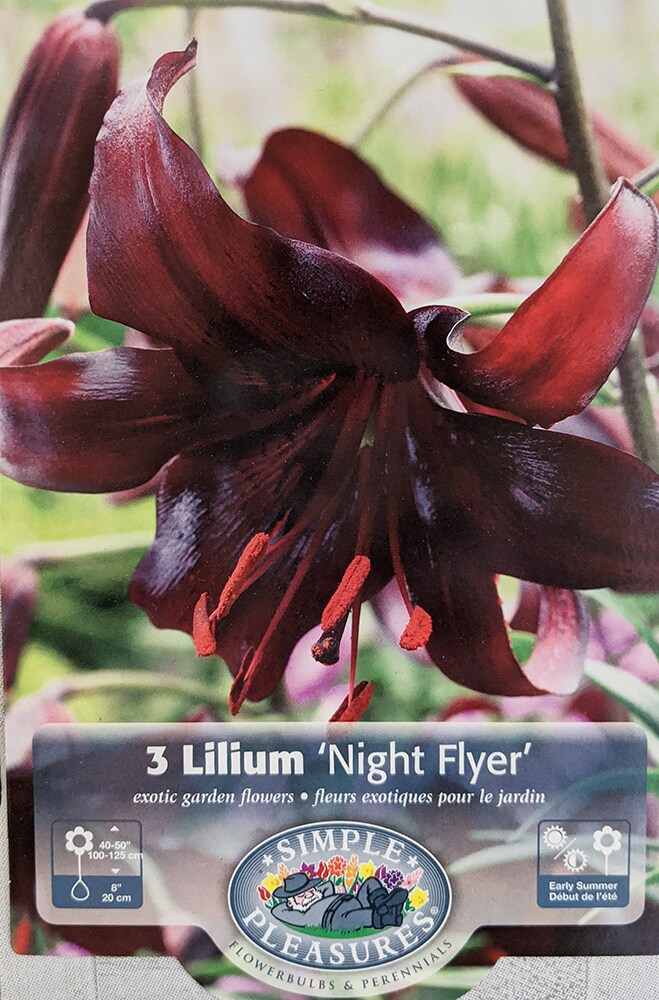 Night Flyer Tiger Lily 3 Bulbs 14/16 cm - Black/Red
