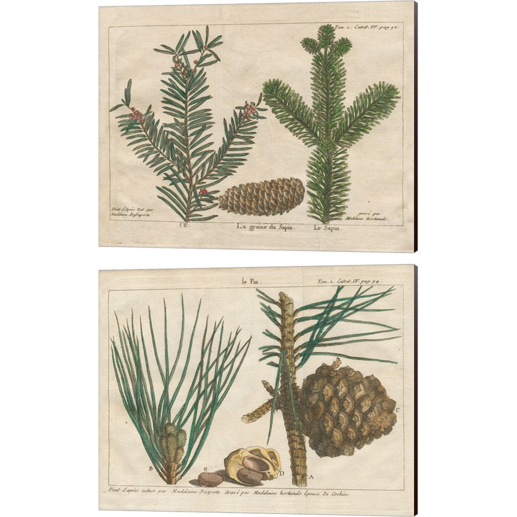 Antique Botanical by Wild Apple Portfolio, 2 Piece Canvas Art Set 16x20 Inch