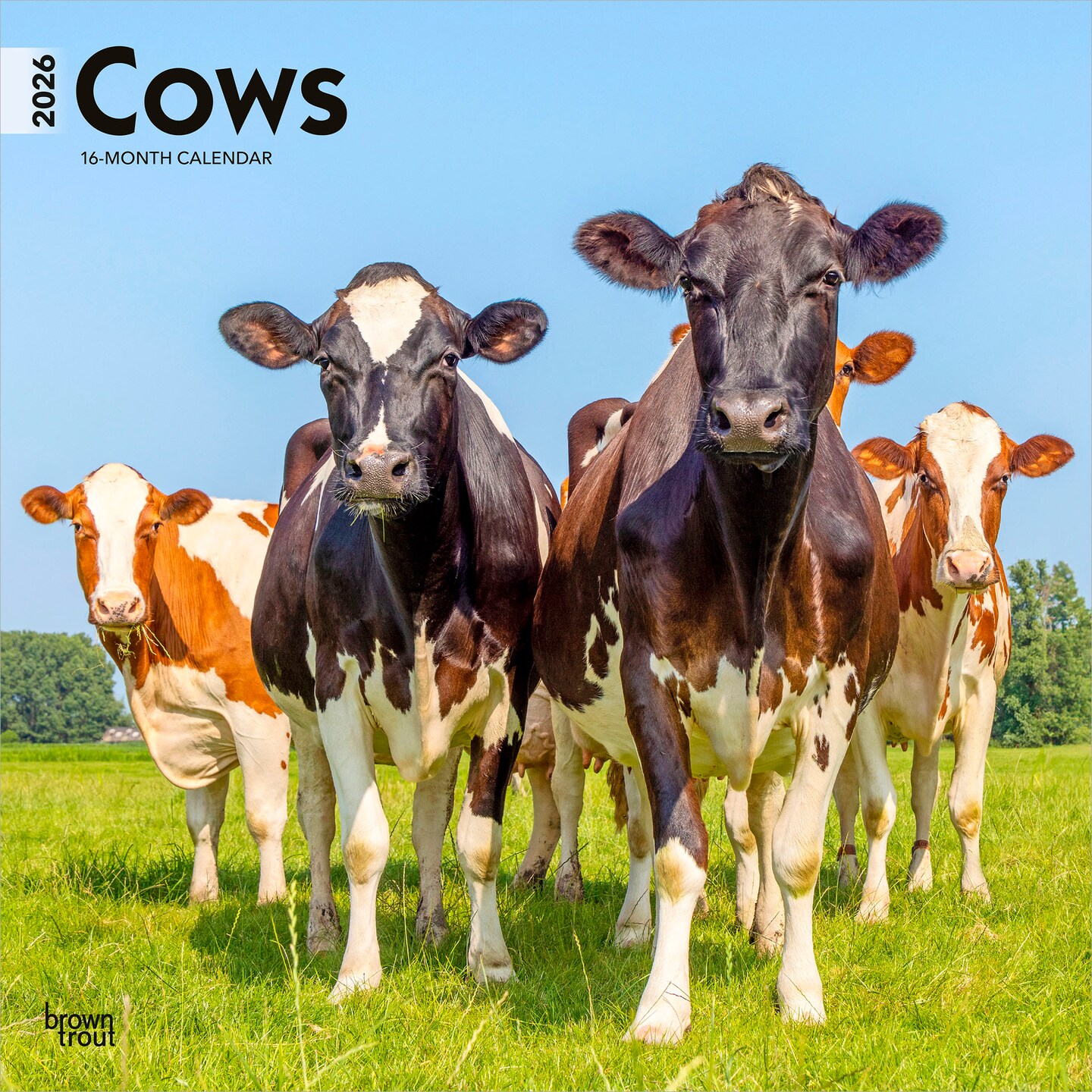 Cows | 2026 12 x 24 Inch (Hanging) Monthly Square Wall Calendar | Plastic-Free