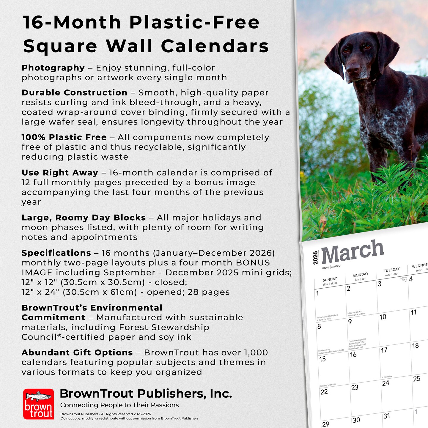 German Shorthaired Pointers | 2026 12 x 24 Inch (Hanging) Monthly Square Wall Calendar | Plastic-Free
