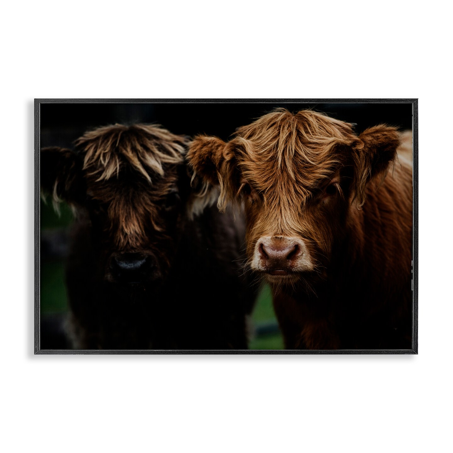 Stupell Industries Cow Faces Highland Pair Framed Giclee, design by Amy Carroll