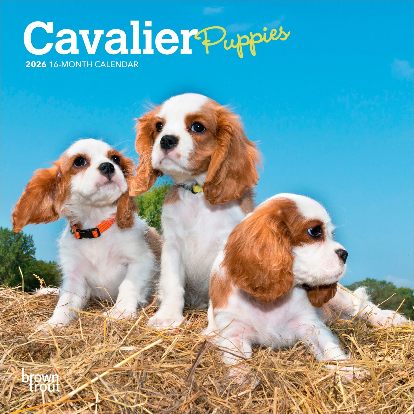 Cavalier King Charles Spaniel Puppies | 2026 7 x 14 Inch (Hanging) Monthly Mini Wall Calendar