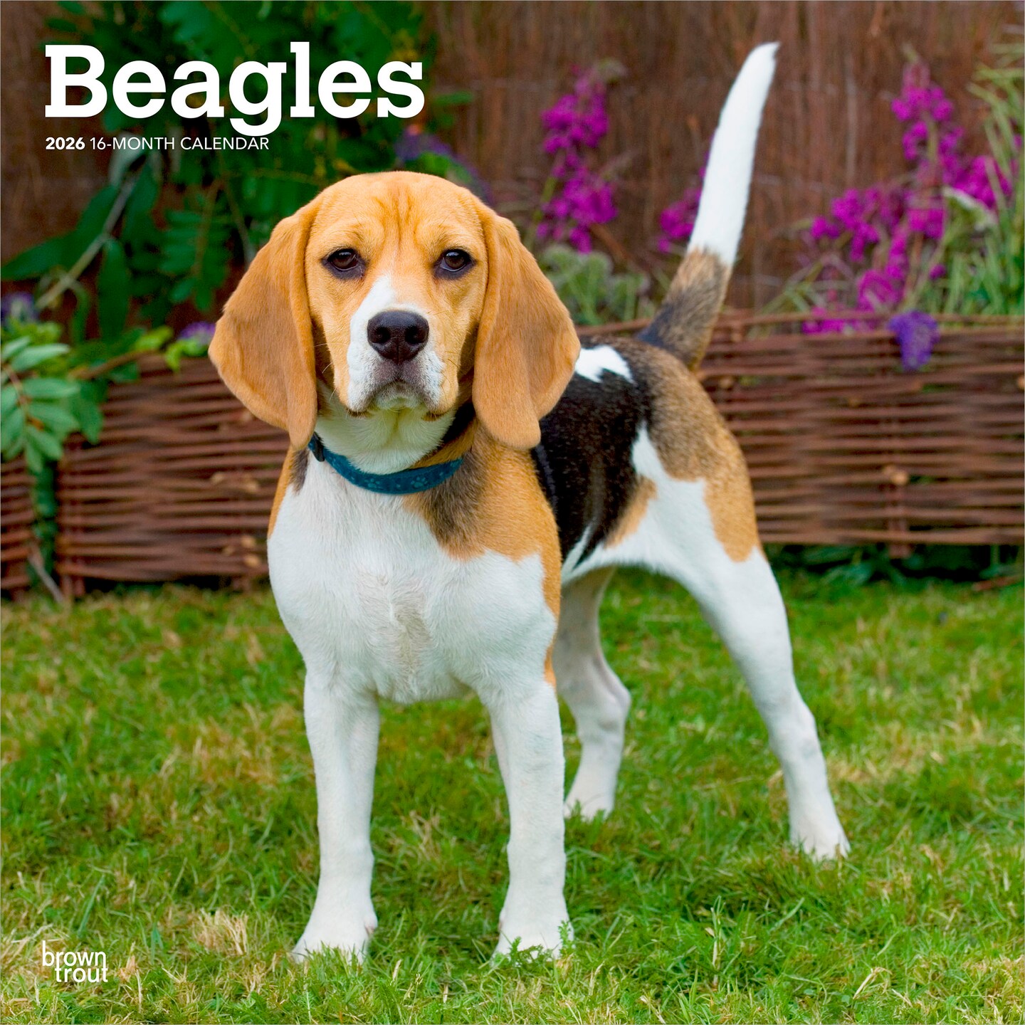 Beagles | 2026 12 x 24 Inch (Hanging) Monthly Square Wall Calendar | Plastic-Free