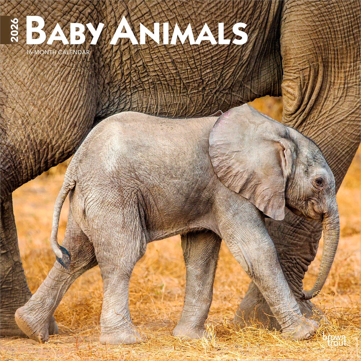 Baby Animals | 2026 12 x 24 Inch (Hanging) Monthly Square Wall Calendar | Plastic-Free