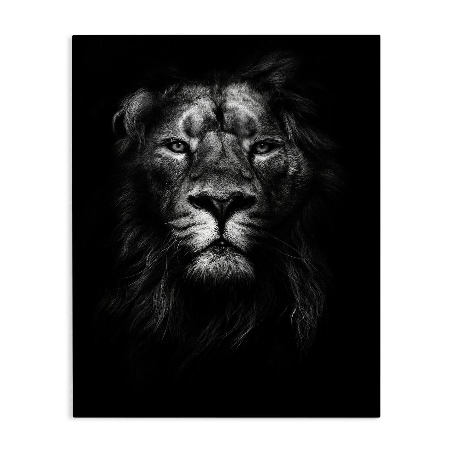 Stupell Industries Lion In Shadows Photography Canvas Wall Art