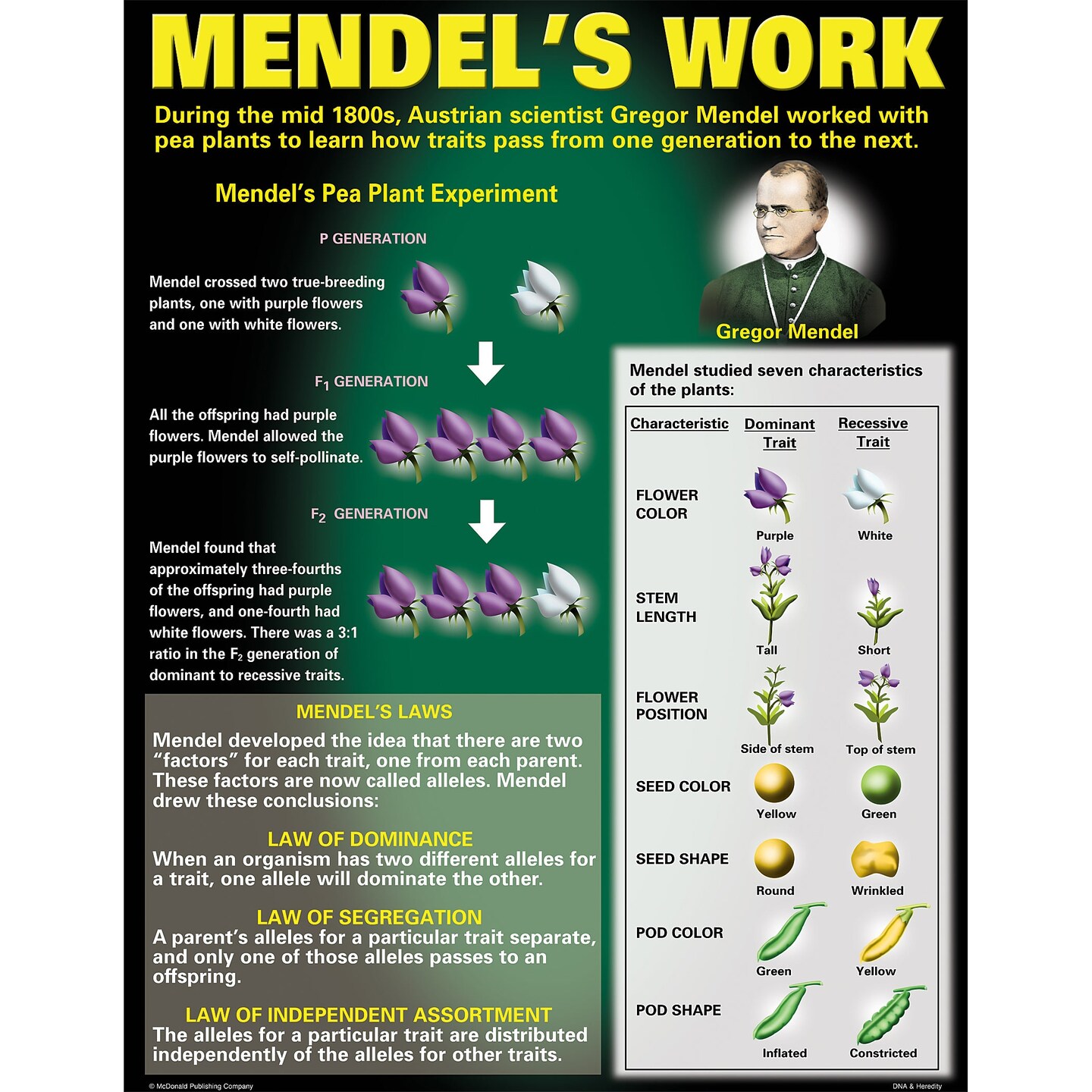 DNA &#x26; Heredity Posters, Set of 4