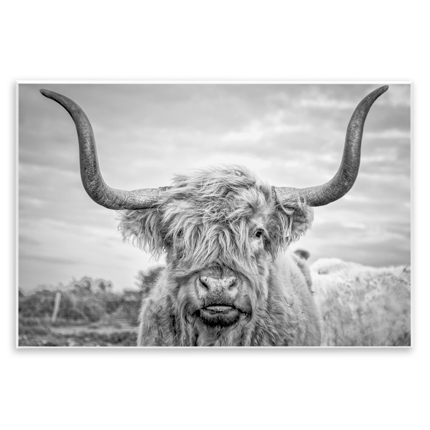 Stupell Industries Grey Highland Cow Photograph Wall Plaque Art