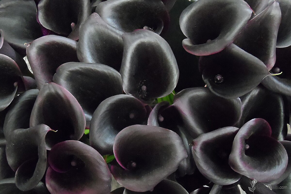 Barracuda Calla Lily Bulb - Dark Purple/Black - 14/16 cm Bulb