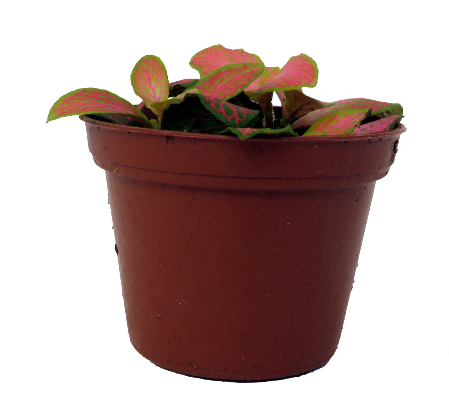 Ruby Lime Fittonia Nerve Plant - Easy House Plant - 2.5&#x22; Pot