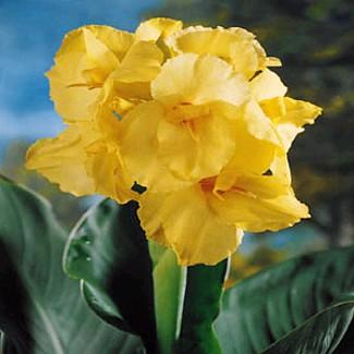 King Humbert Yellow Canna 2 Roots -Large Yellow Flowers