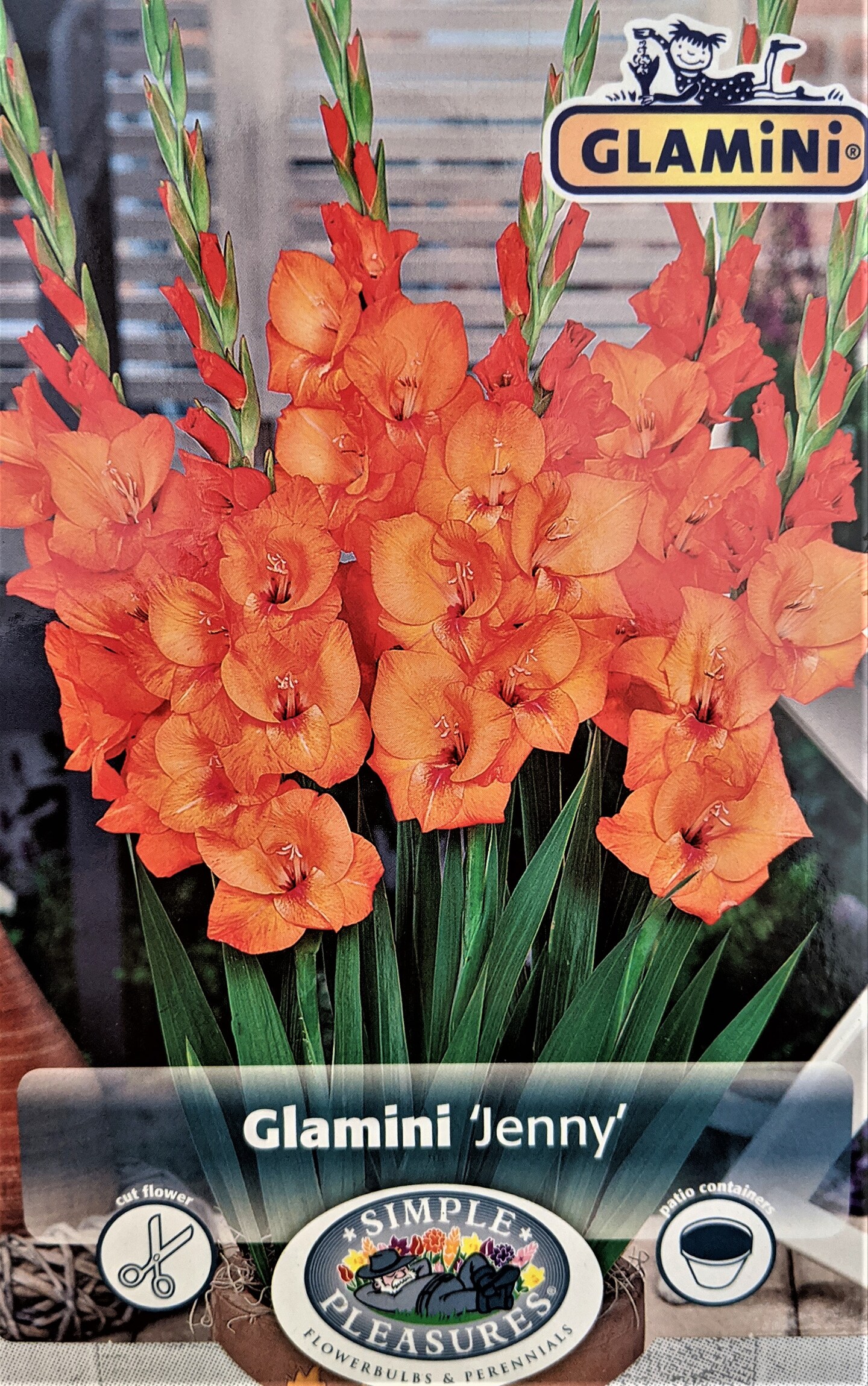 Jenny Glamini Gladiolus 10 Bulbs - NEW! - Petite - 10/12 cm