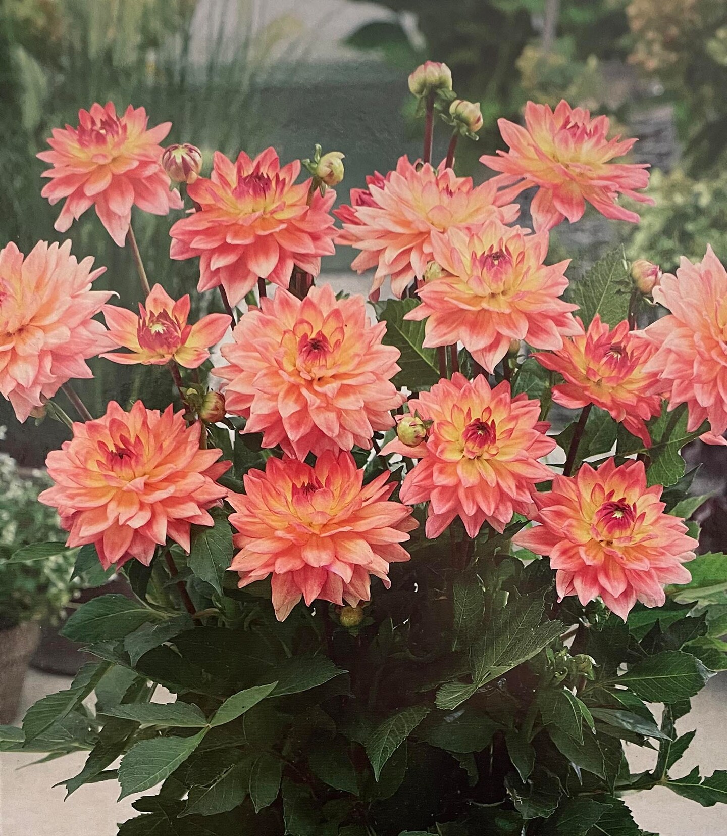 Melody Dora Decorative Dahlia - Apricot Pink Blooms - #1 Size Root Clump - NEW