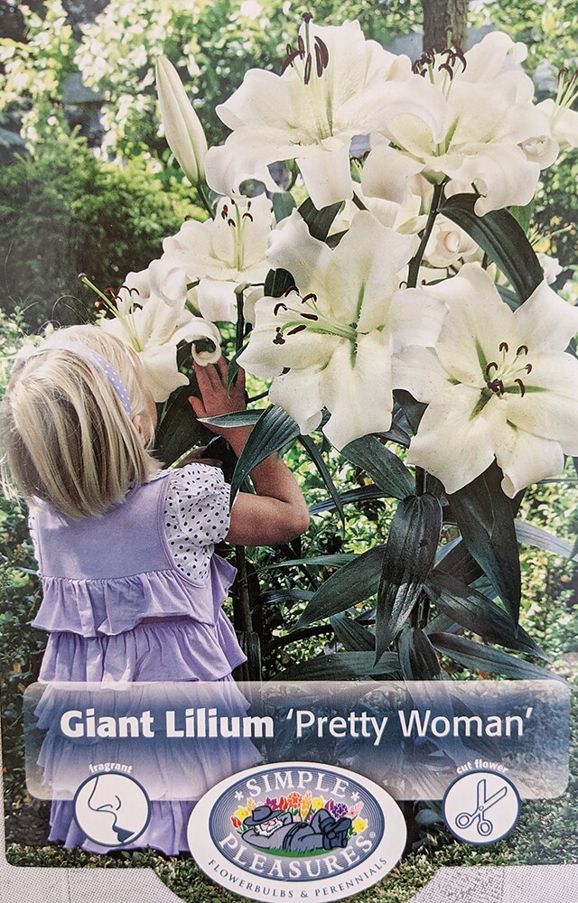 Pretty Woman Giant Hybrid Lily 2 Bulbs - 16/18 cm Bulbs