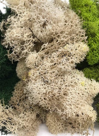 MOSS - Preserved Reindeer MOSS - Dark Green Natural Spring MIX