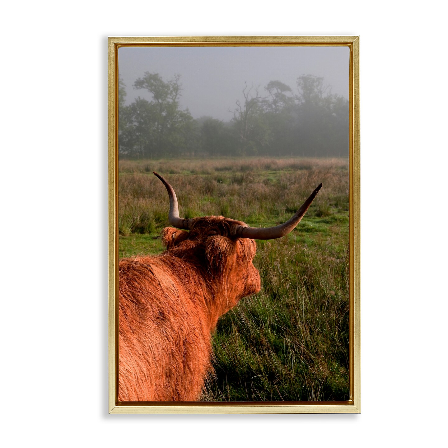 Stupell Industries Highland Cow Gazing Out Floating Frame, design by Jenny Rainbow Fine Art