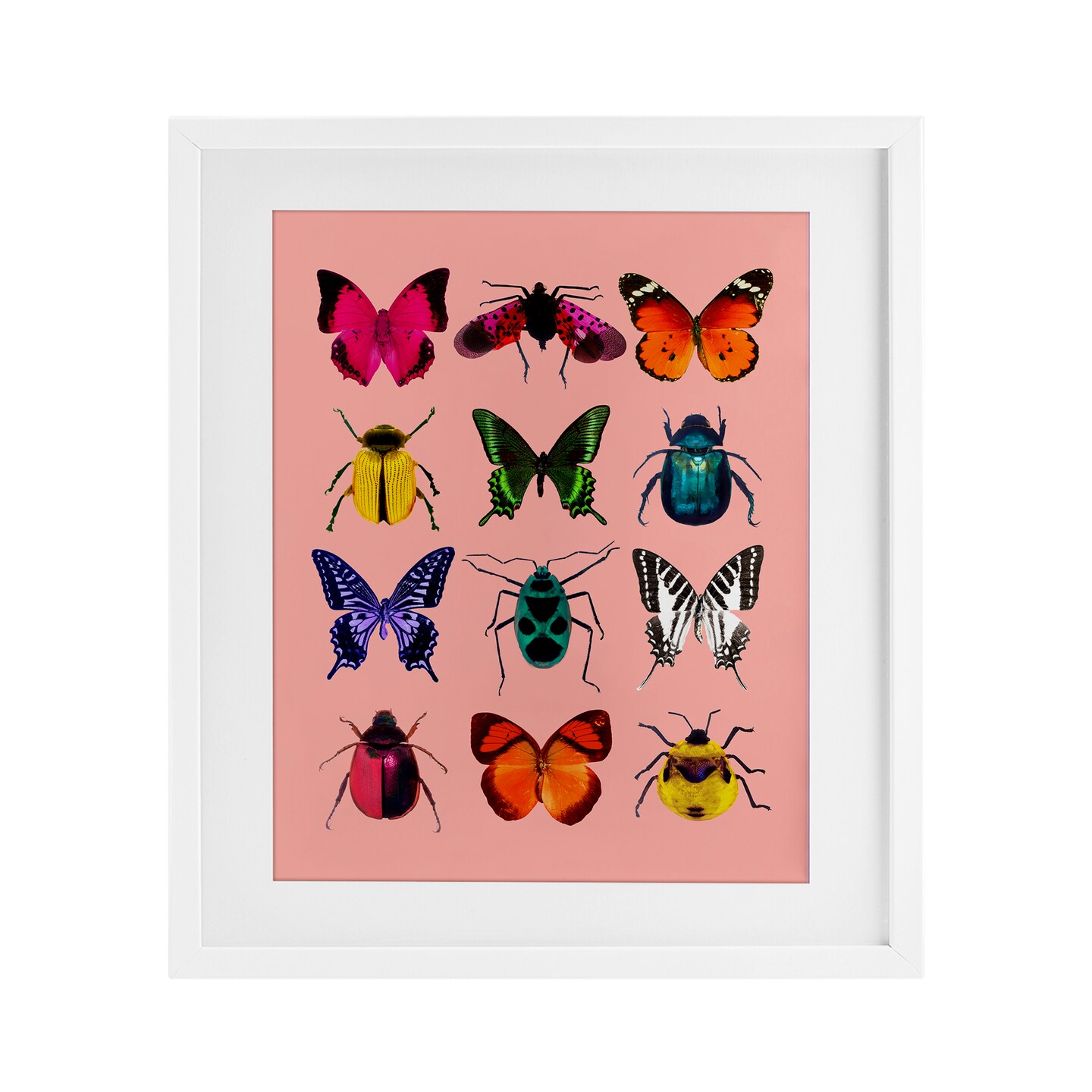 Stupell Industries Colorful Bug Species on Pink Framed Print Under Glass, design by LISH Creative