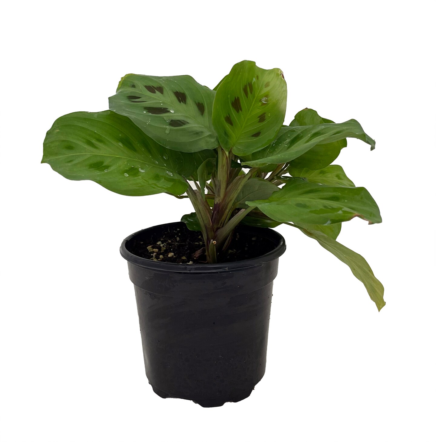 Hirt&#x27;s Green Prayer Plant - Maranta - 4&#x22; Pot