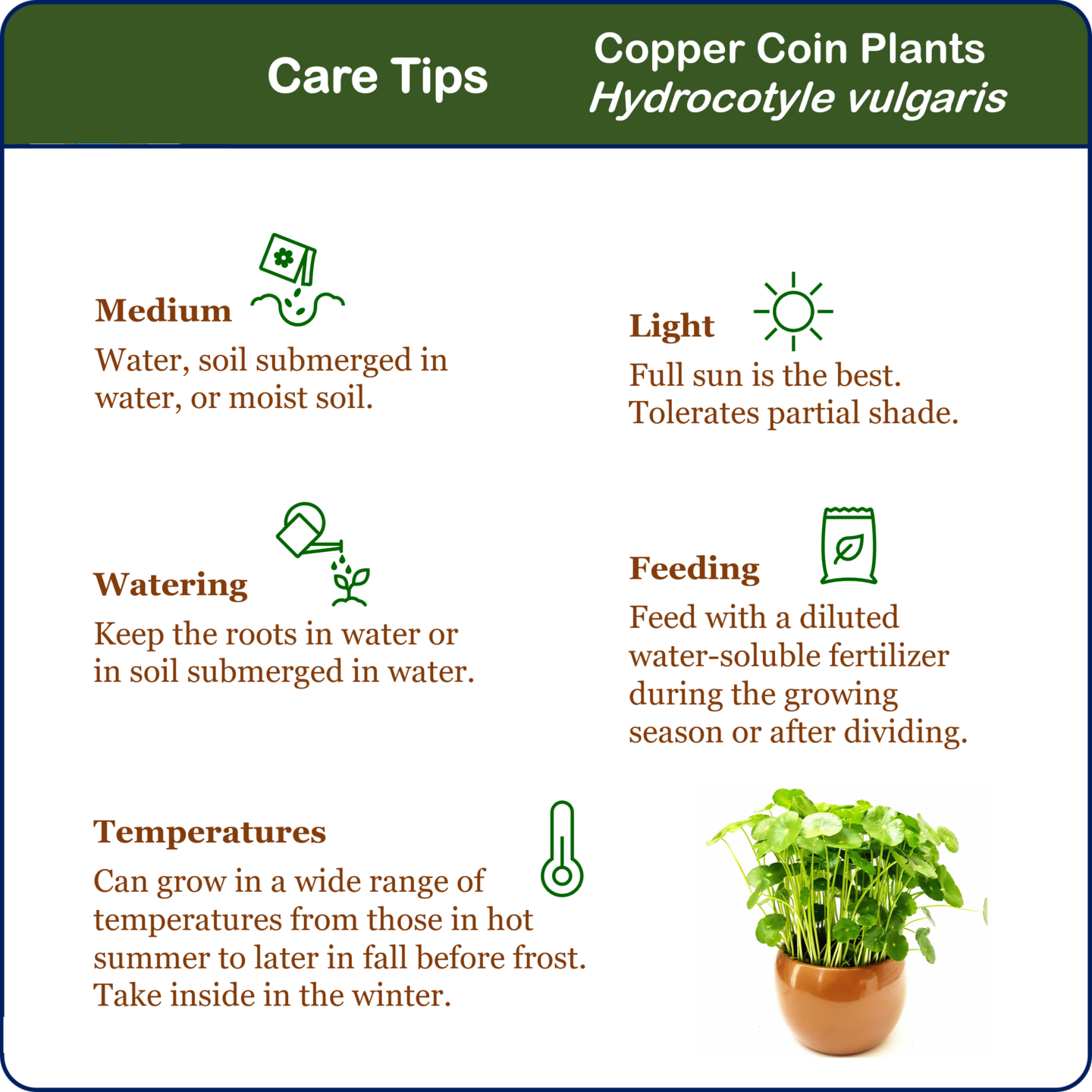 Copper Coin Plant, Aquatic Plant, Water Plant, Indoor Plant, Outdoor Plant, Money  Plant, Lucky Plant, Dollarweed | MakerPlace by Michaels