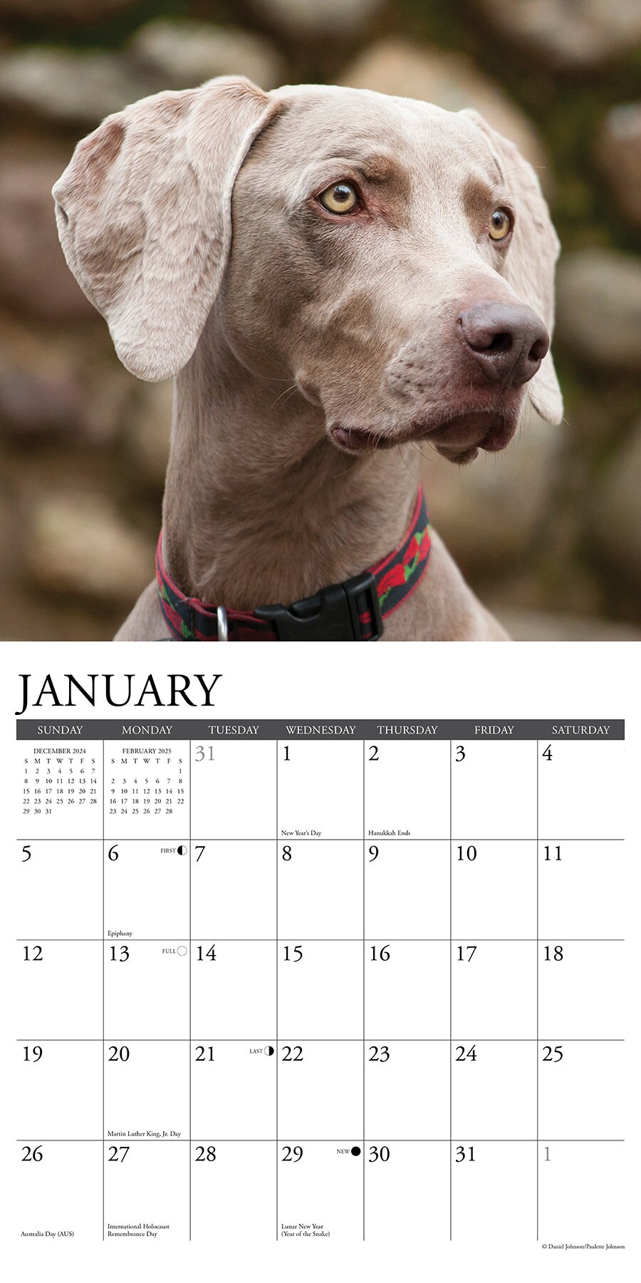 Weimaraners 2025 Wall Calendar