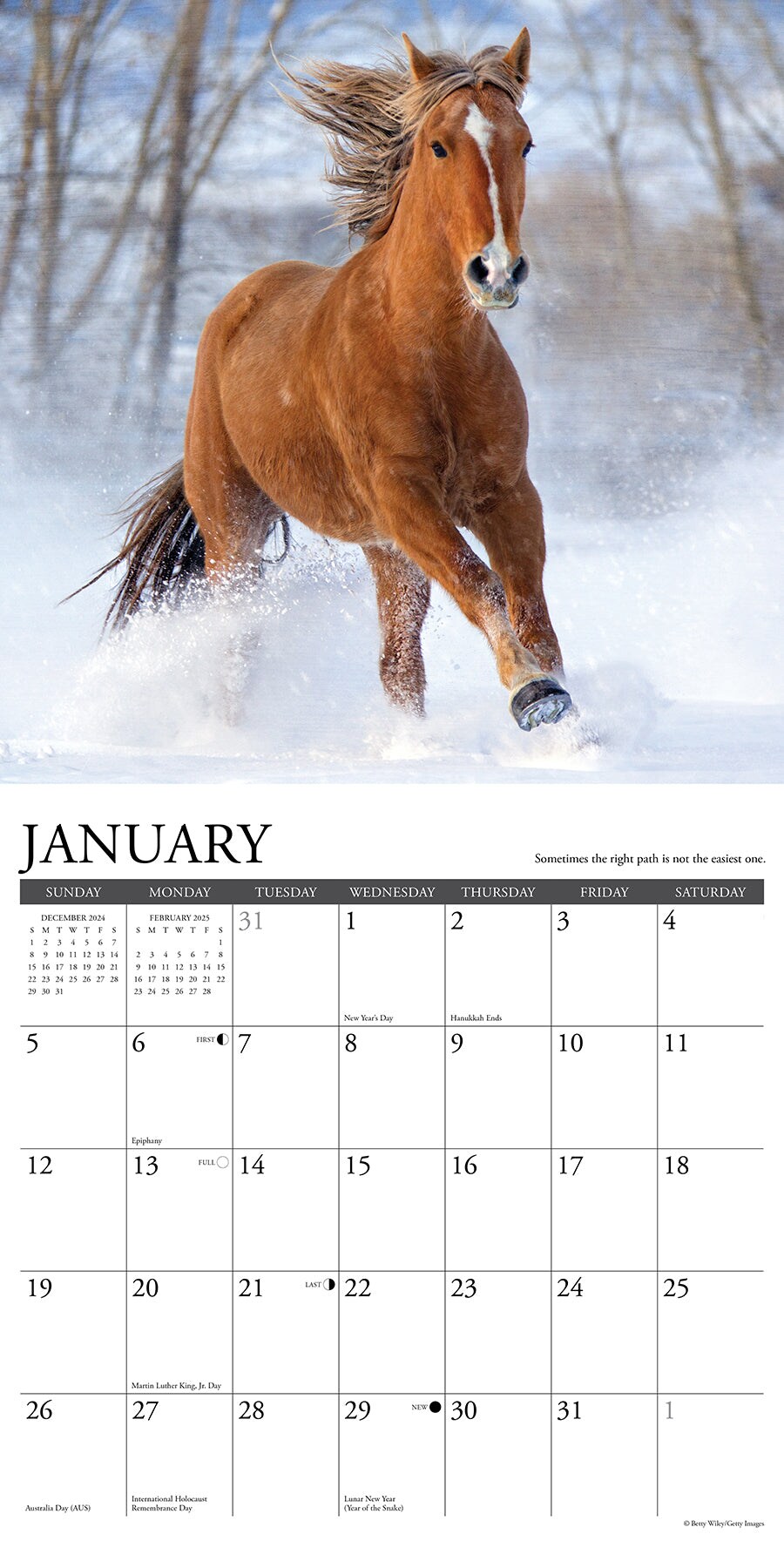 What Horses Teach Us 2025 Wall Calendar