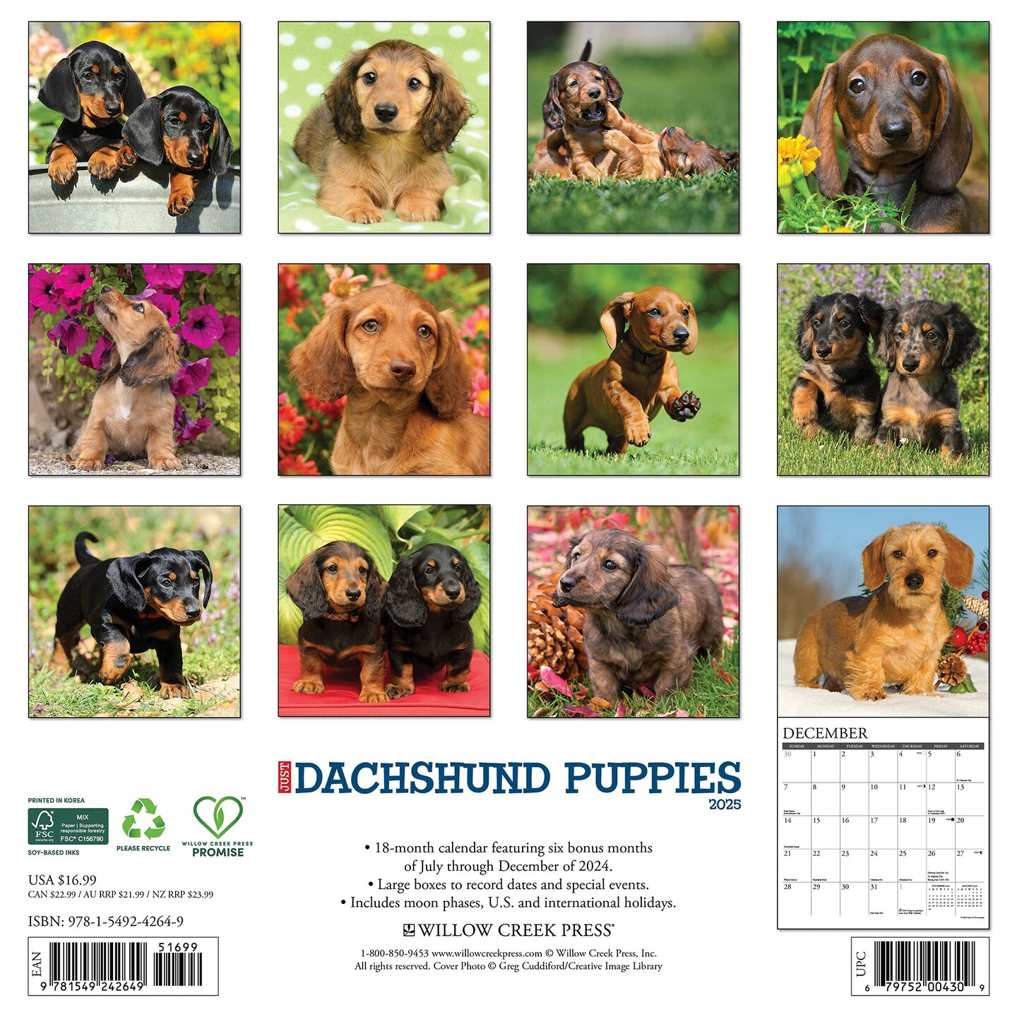 Dachshund Puppies 2025 Wall Calendar