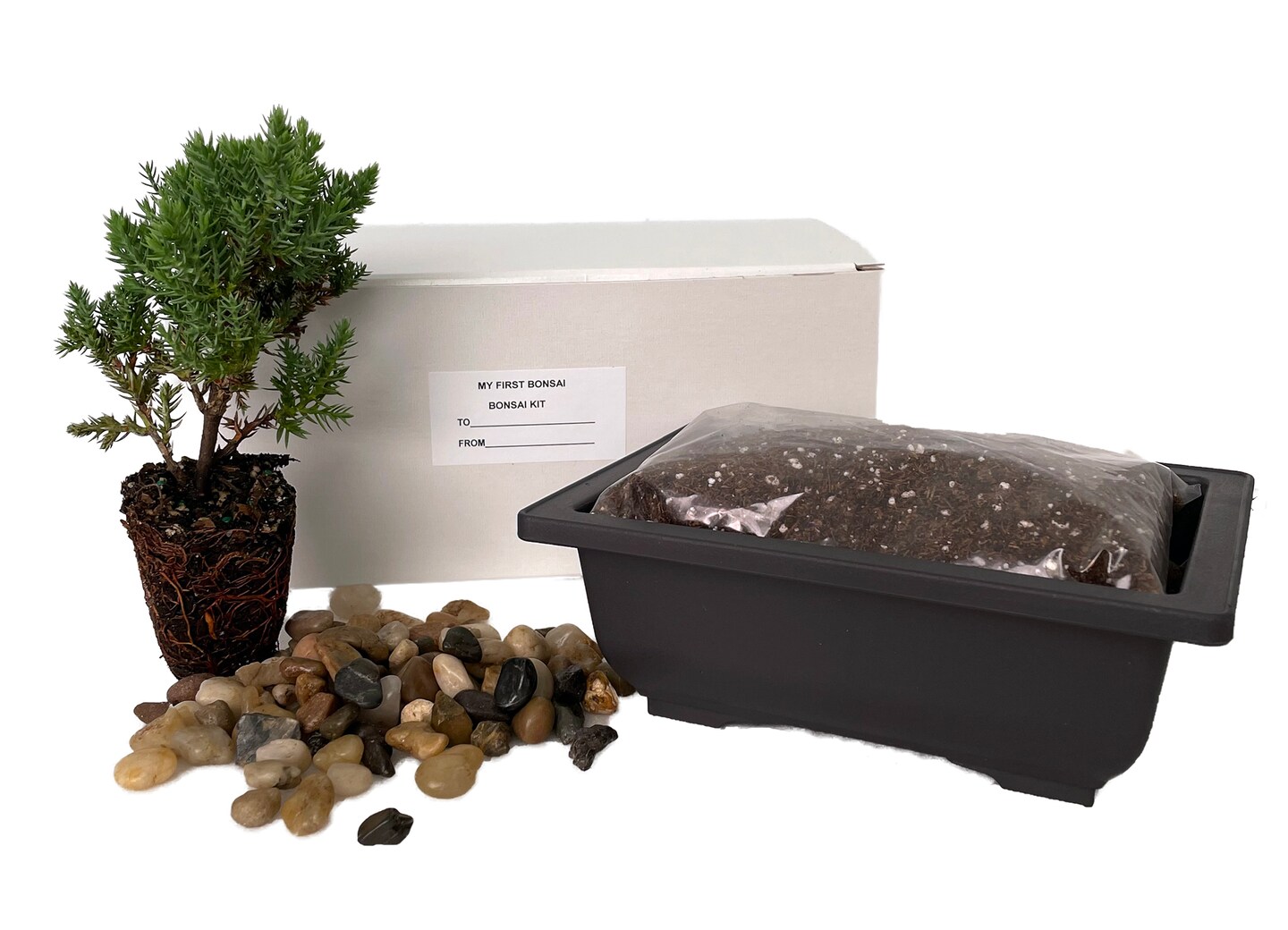 My First Bonsai Tree Kit plus Live Japanese Juniper Tree
