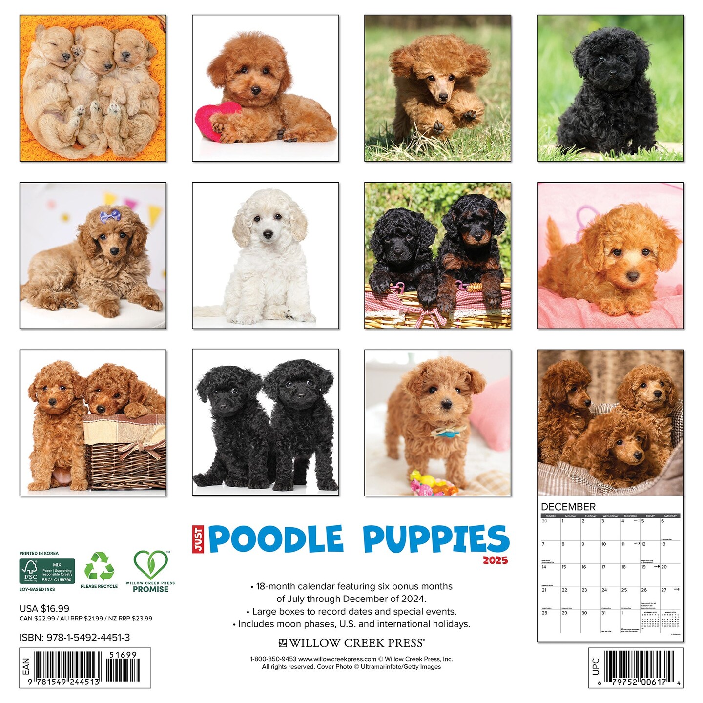 Poodle Puppies 2025 Wall Calendar