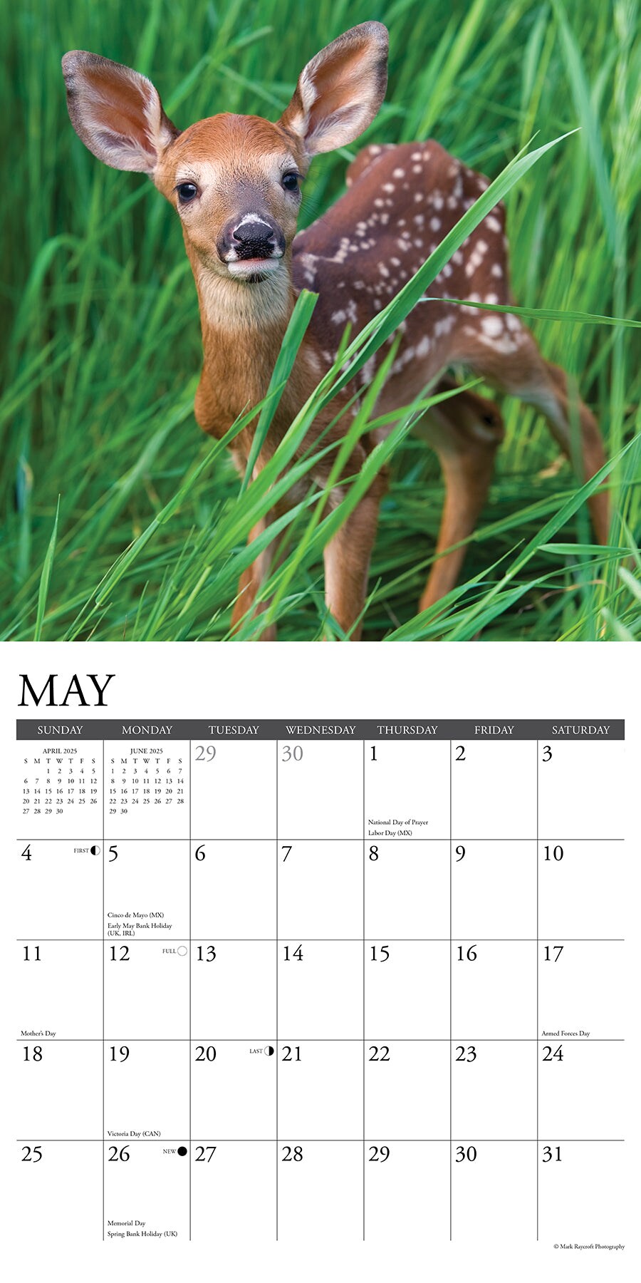 Seasons of the Whitetail (Deer) 2025 Wall Calendar