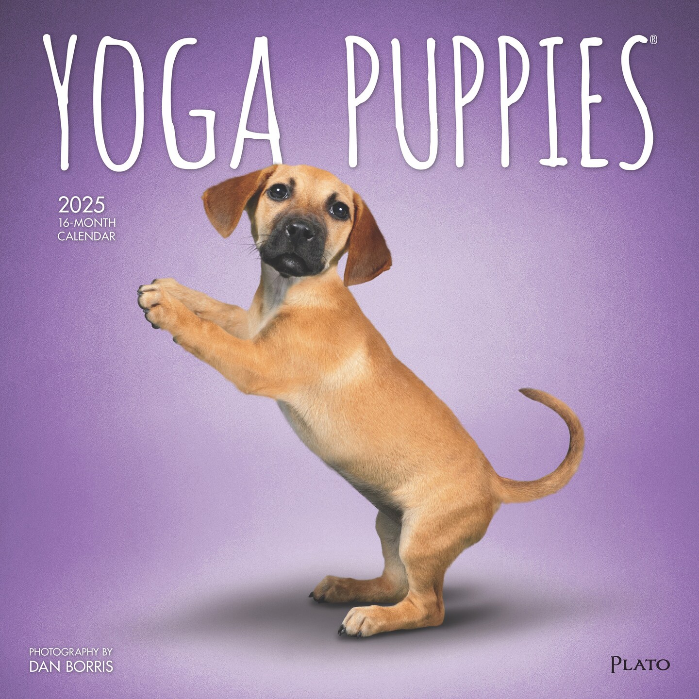 Yoga Puppies OFFICIAL 2025 12 x 24 Inch Monthly Square Wall Calendar