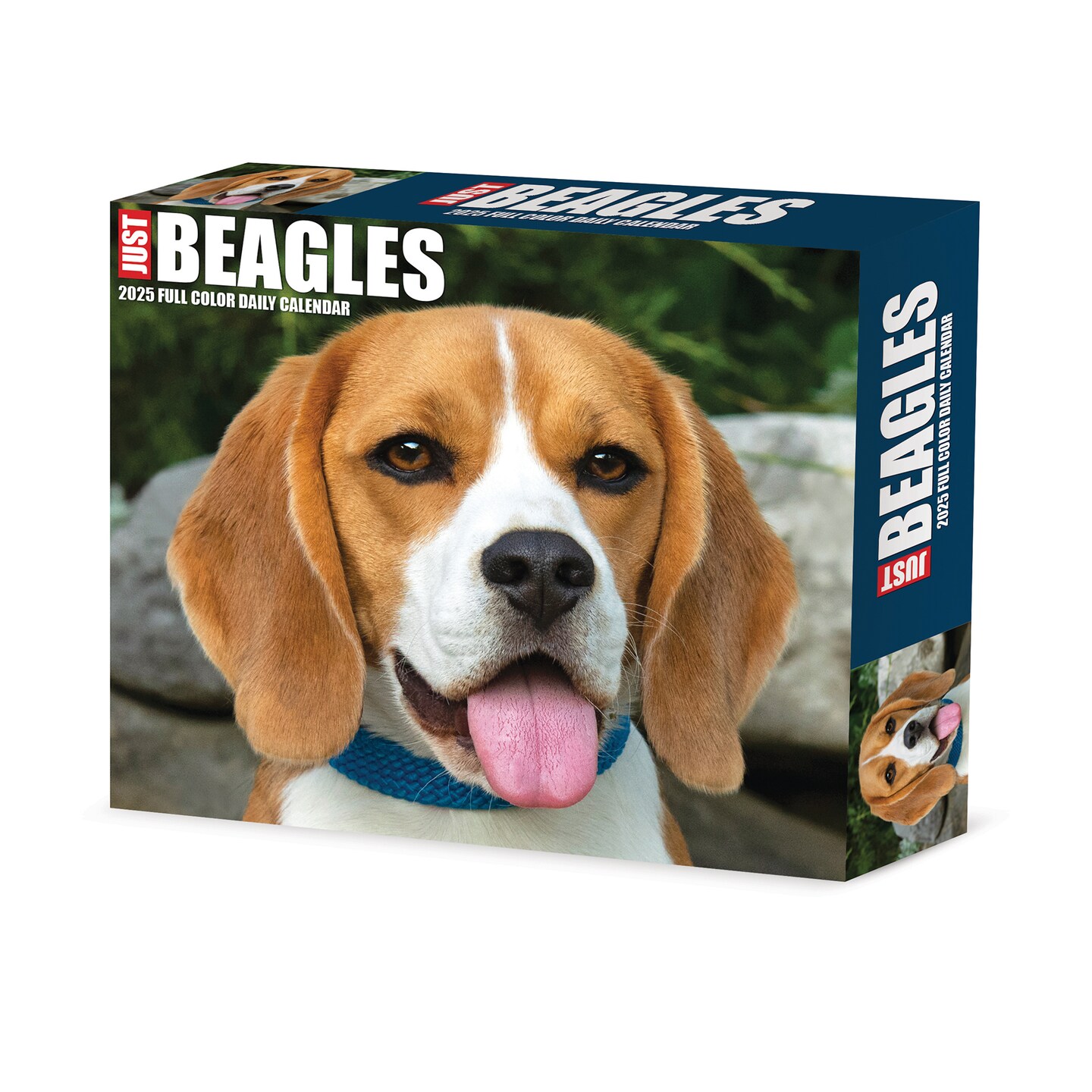 Just Beagles 2025 Box Calendar - Dog Breed Daily Desktop