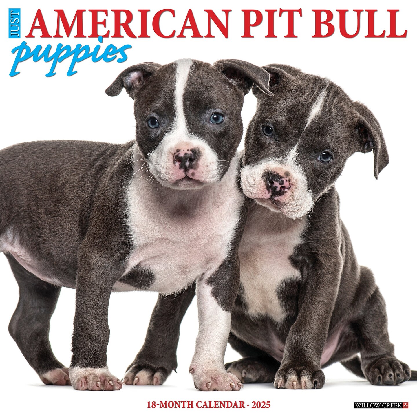 American Pit Bull Terrier Puppies 2025 Wall Calendar