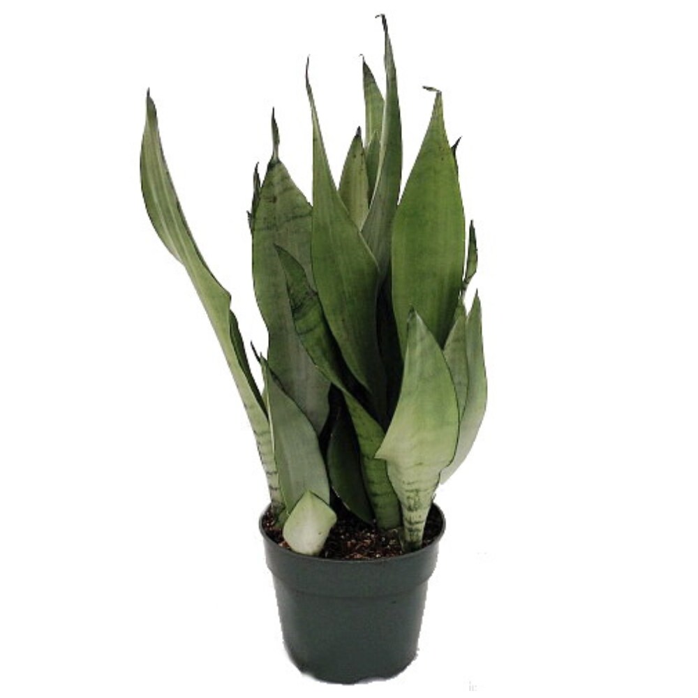 Moonshine Snake Plant - Sansevieria - Almost Impossible to kill - 4" Pot