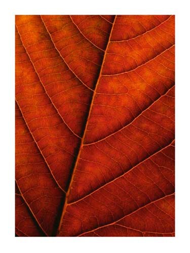 Verdant Form II by Photography Collection Wall Art Décor 31 1/2 x 23 1/2 Art Print