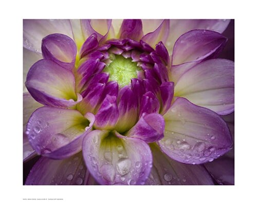 Dahlia Close Up by Dennis Frates Wall Art Décor 13 ½ x 17 Art Print