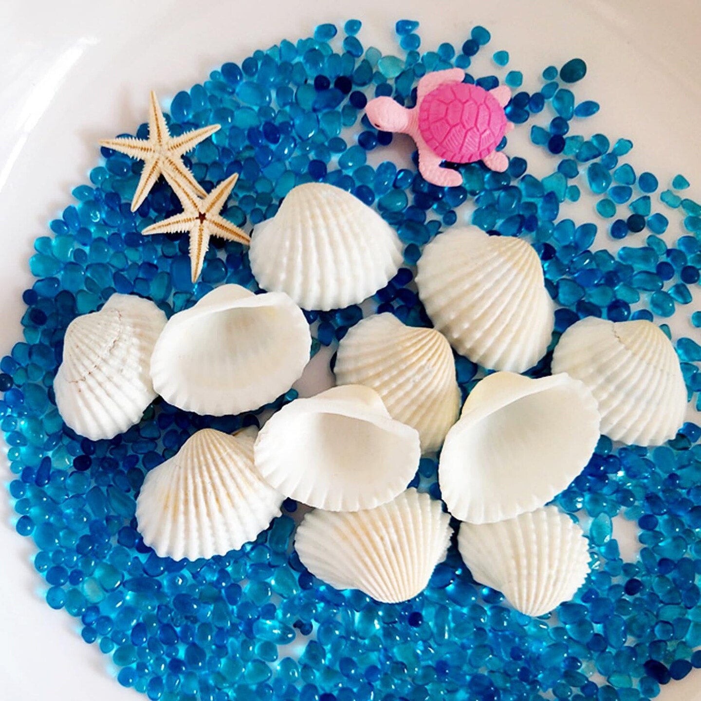 Small Sea Shells White Small Tiny Sea Shells Clam Shells Bulk Natural Scallop Shells for Home Decor Beach Theme Party Fish Tank Vase Filler