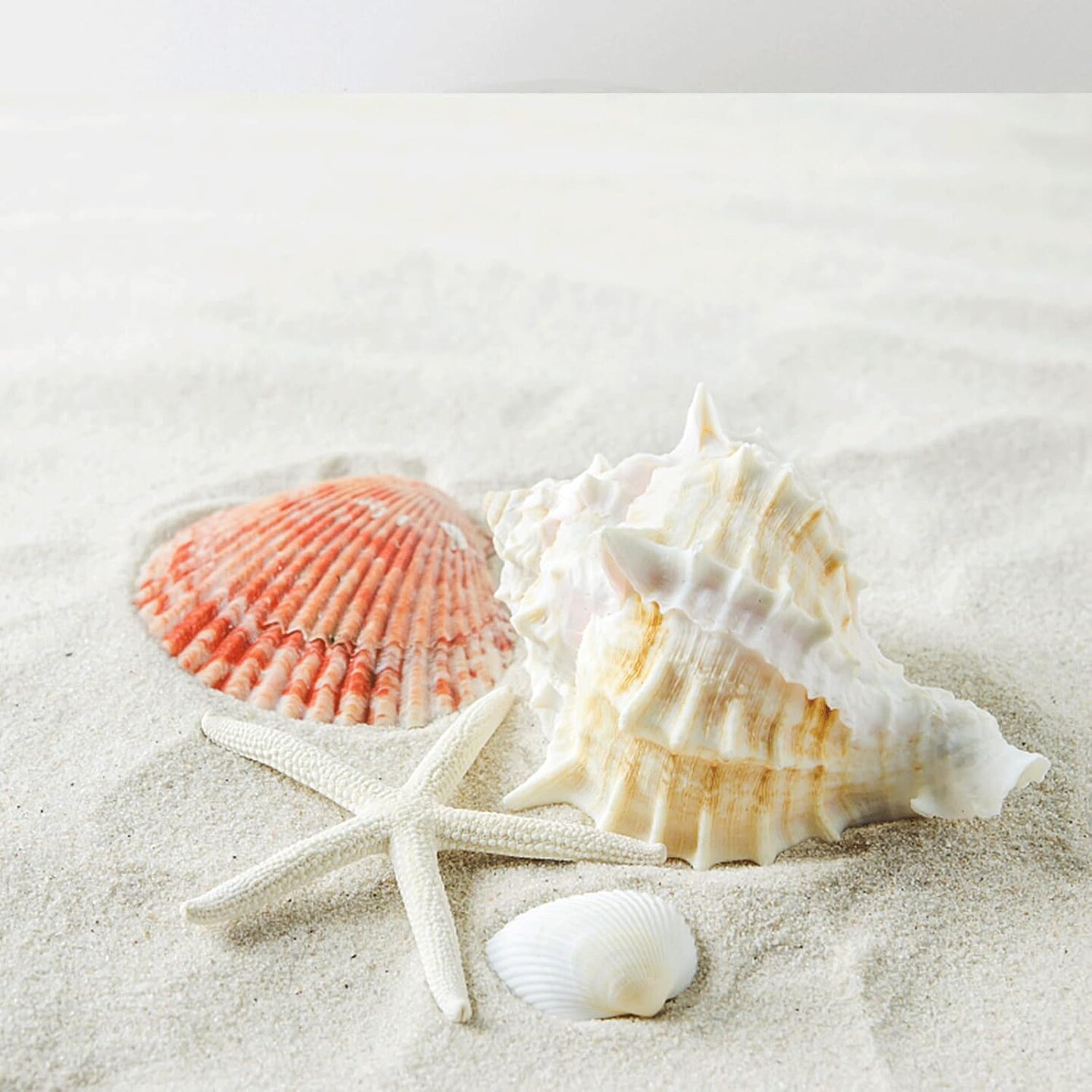 Sea Shells Mixed Beach Seashells 20 Kinds, 1.5&#x22;-5.5&#x22; Various Sizes Large Ocean Shells Conch 2 Kinds Natural Starfish for Decorating Beach Theme Party Fish Tank Filling Home Decor Wedding