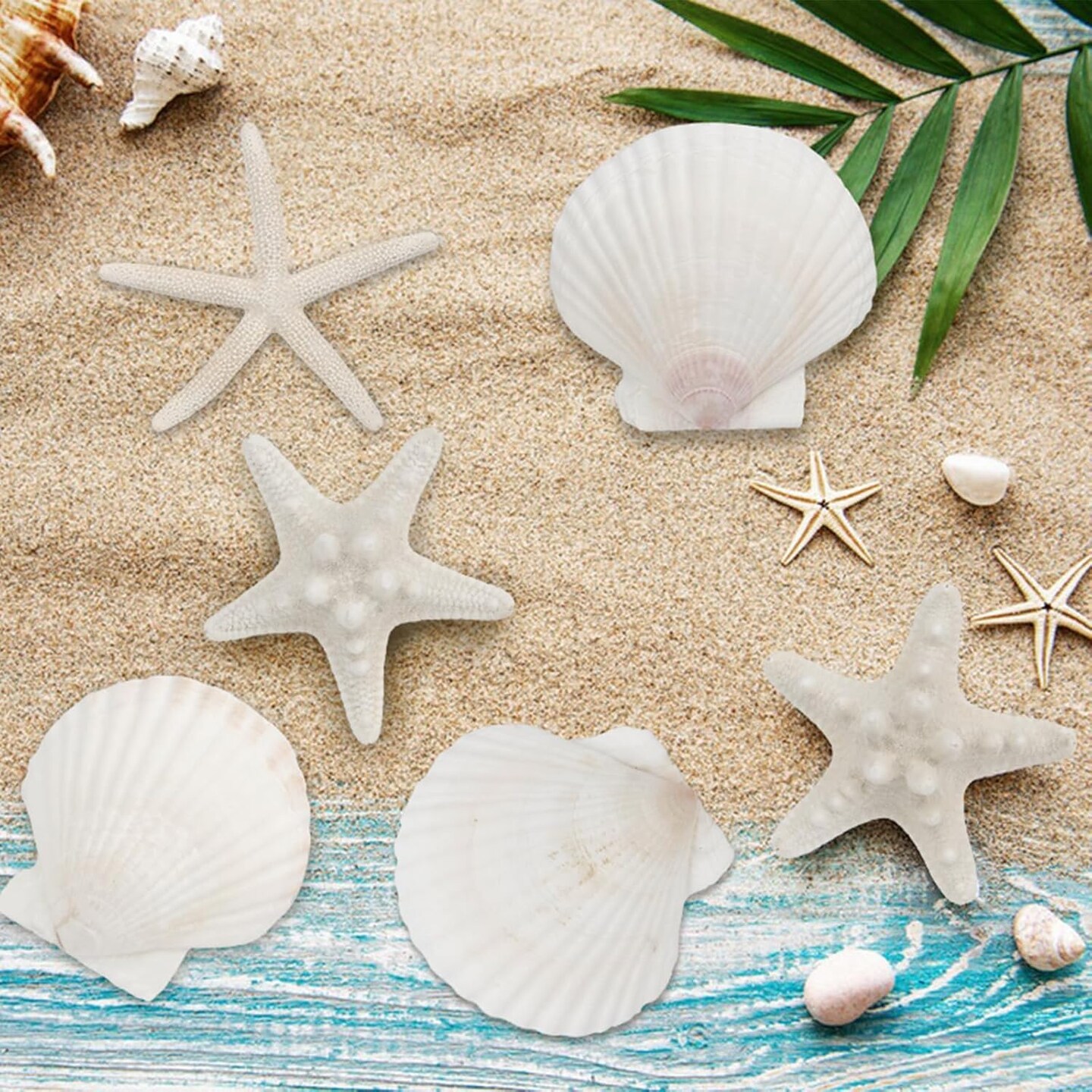 15 PCS Starfish and Scallop Shells, 2&#x22;-4&#x22; Natural Seashells White Seashells Large Seashells for Crafts Wedding Decor Beach Theme Party, Fish Tank and Vase Filler