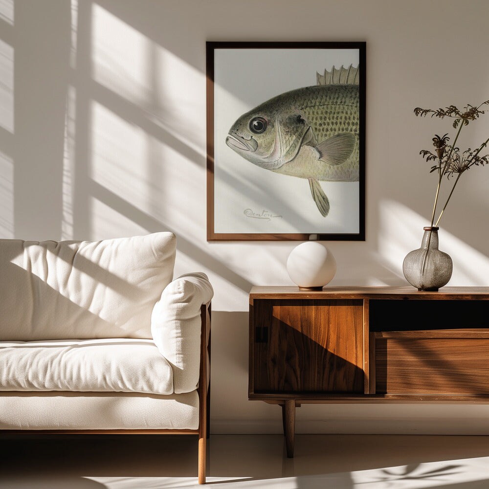 Rock Bass Crop - Sherman F. Denton 24x36 Black Framed Art | Home or Office Art