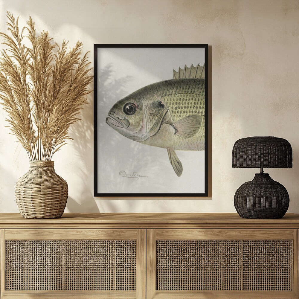 Rock Bass Crop - Sherman F. Denton 24x36 Black Framed Art | Home or Office Art