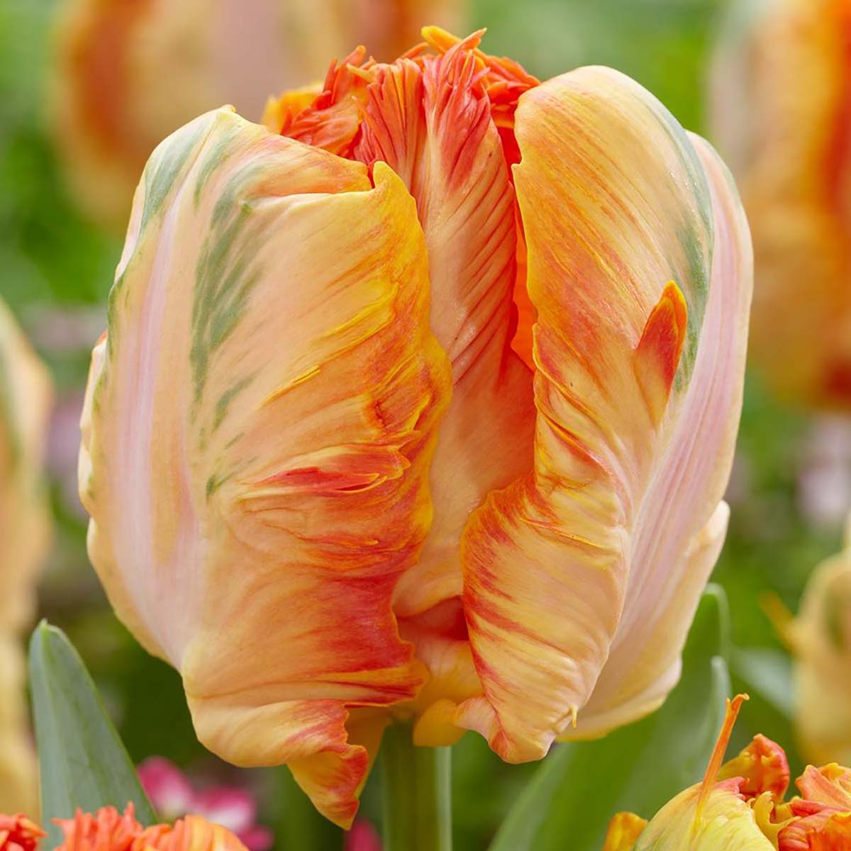 Parrot King Parrot Tulip 5 Bulbs - Exotic - 12/+ cm Bulbs - NEW