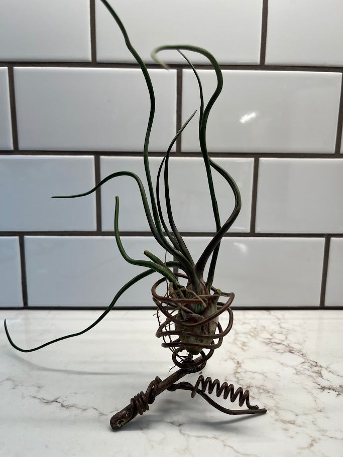 small aloe vera plants Aloe Spp  Adplants